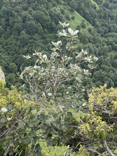 Aria graeca, photograph 3