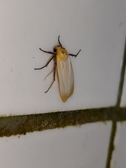 Eilema karenkona