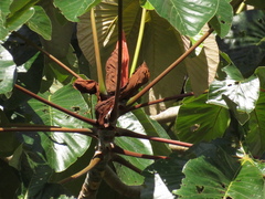 Cecropia palmata
