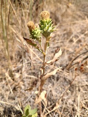 Pyrrocoma carthamoides, photograph author not stated, no rights reserved