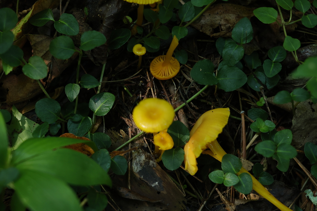 shining waxcap · July 2026 · photo: Photo: (c) Richard Jacob, some rights reserved (CC BY) · iNaturalist