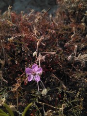 Erodium foetidum