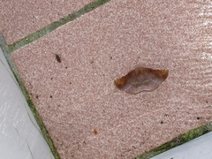 Garaeus apicata