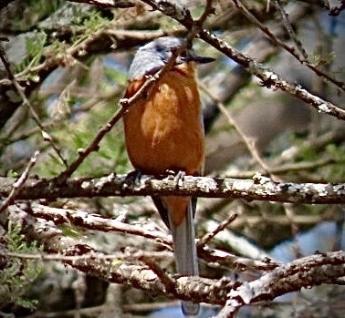 Silverbird (Empidornis semipartitus), photo 7
