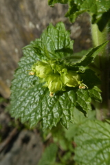 Scrophularia vernalis