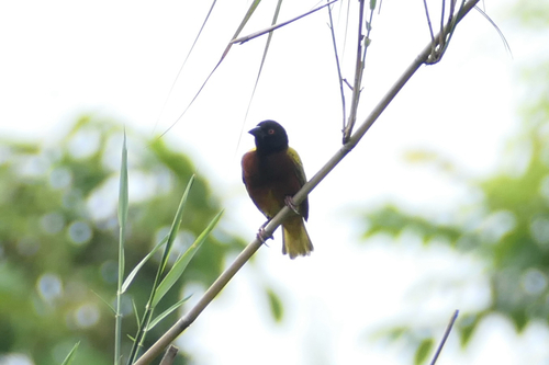 iNaturalist image