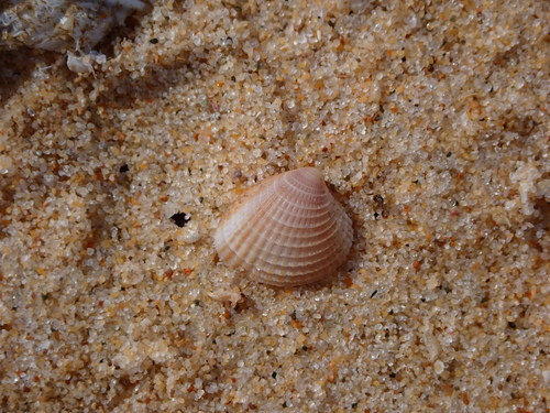 Timoclea, 2026-08-01