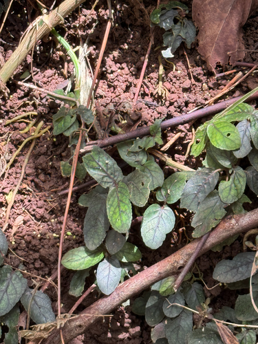 Strobilanthes reptans observed 2026-08-01