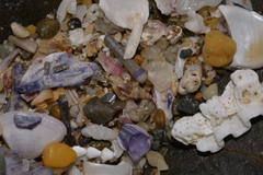 Phycothais reticulata