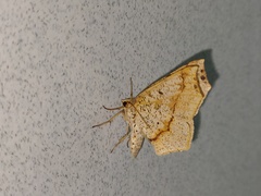 Pareclipsis umbrata