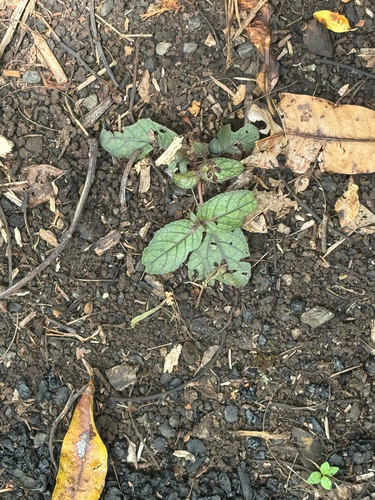 Strobilanthes reptans observed 2026-08-01