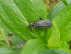 Cantharis obscura