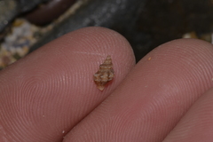 Phycothais reticulata