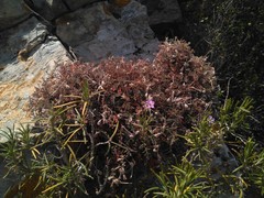 Erodium foetidum