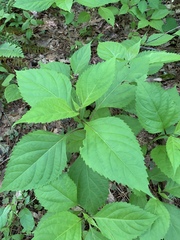 Collinsonia canadensis