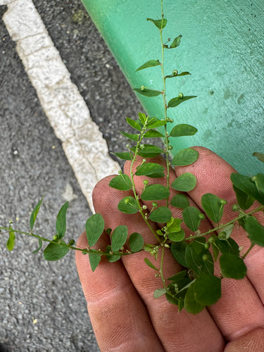 Phyllanthus tenellus observed 2026-08-01