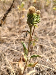Pyrrocoma carthamoides, photograph author not stated, no rights reserved