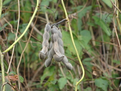 Mucuna pruriens, photograph (c) Alexis López Hernández, some rights reserved (CC BY)