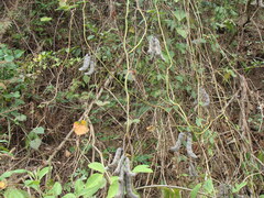 Mucuna pruriens