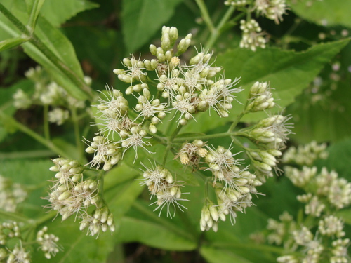 Mikania cordifolia, photograph 4