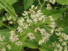 Mikania cordifolia, photograph (c) Alexis López Hernández, some rights reserved (CC BY)
