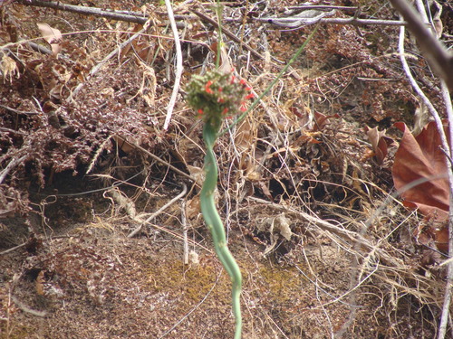 Russelia sarmentosa, photograph 1