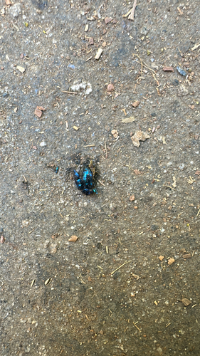 iNaturalist observation photo of Beetles
