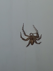 Oxyopes lineatus