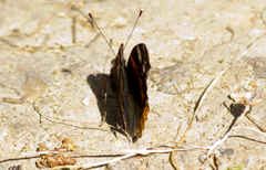 Vanessa atalanta