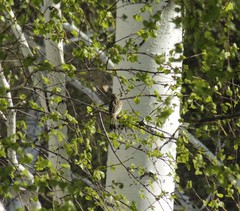 Emberiza leucocephalos