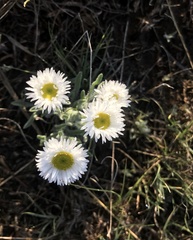 Erigeron caespitosus