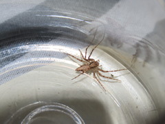 Oxyopes lineatus