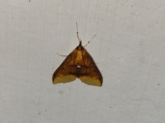 Lipararchis tranquillalis