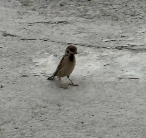Eurasian Tree Sparrow