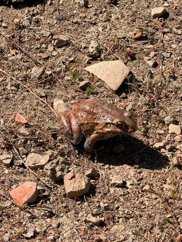 Pepper Frog