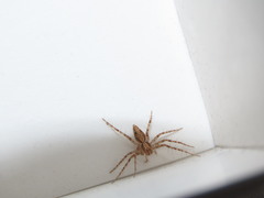 Oxyopes lineatus