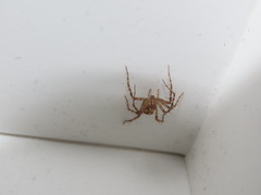 Oxyopes lineatus