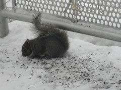 Sciurus carolinensis