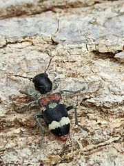 Clerus mutillarius