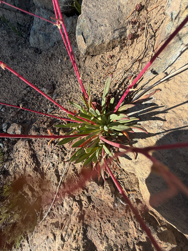 Lewisia columbiana, photograph 6