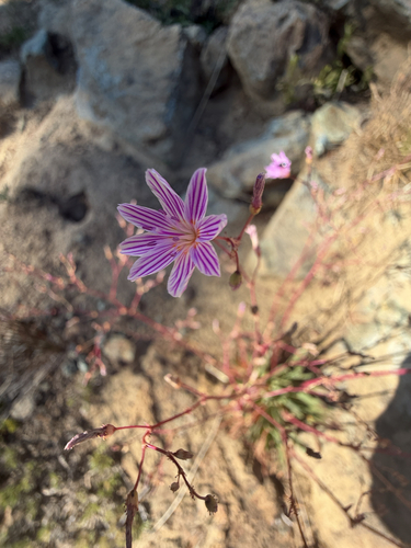 Lewisia columbiana, photograph 5