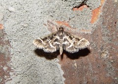 Diasemiodes janassialis