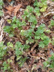 Alchemilla arvensis