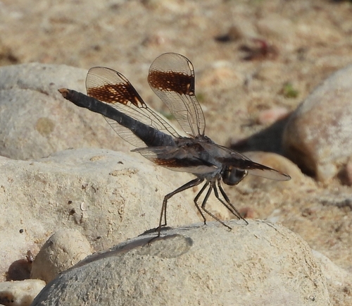 Northern Banded Groundling