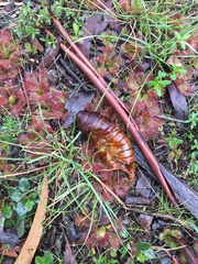 Abantiades atripalpis