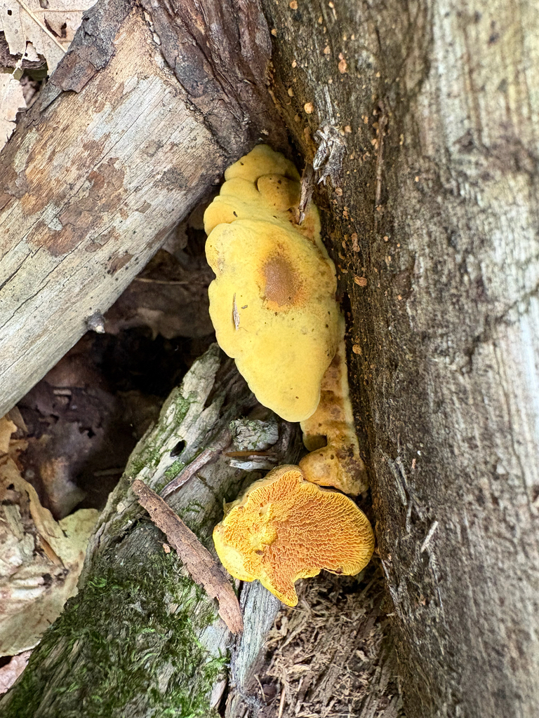 Pseudomerulius curtisii · August 2026 · photo: Photo: no rights reserved · iNaturalist