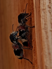 Clerus mutillarius