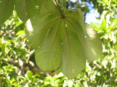 Cecropia palmata