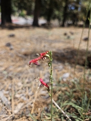 Penstemon labrosus, photograph (c) average_plant_enjoyer, some rights reserved (CC BY)