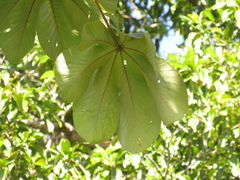Cecropia palmata